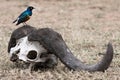 Life and death Superb starling