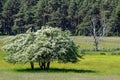 Life and death: a thriving and a wilting tree Royalty Free Stock Photo