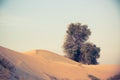 Life ecology solitude concept - lonely green tree in desert dunes. Royalty Free Stock Photo