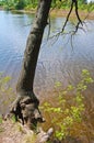 Life on the edge.The tree was hooked by the roots of life on the edge of the cliff in a beautiful place above the water of the riv