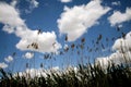 Life emerging through the skies Royalty Free Stock Photo