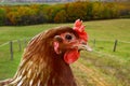 Life on the farm - Chicken portrait - Farm life Royalty Free Stock Photo