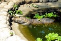 Life on the farm crocodiles. The island Palawan. Royalty Free Stock Photo