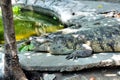 Life on the farm crocodiles. The island Palawan. Royalty Free Stock Photo