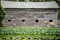 Life on farm field in the rural country Royalty Free Stock Photo