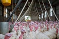 Life on the farm. Shot of a flock of turkeys grouped together in a barn where they get fed. Royalty Free Stock Photo