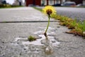 life finds a way: dandelion in cracked pavement