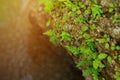 Life force energy and magical light on lichen rock vegetation ne