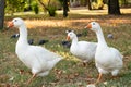 The life of geese and pigeons in the city park in autumn Royalty Free Stock Photo