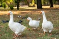 The life of geese and pigeons in the city park in autumn Royalty Free Stock Photo