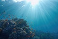 Life-giving sunlight underwater. Sun beams shinning underwater on the tropical coral reef. Ecosystem and environment conservatio Royalty Free Stock Photo