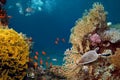 Life-giving sunlight underwater. Sun beams shinning underwater on the tropical coral reef. Royalty Free Stock Photo