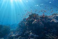 Life-giving sunlight underwater. Sun beams shinning underwater on the tropical coral reef.Ecosystem and environment conservation Royalty Free Stock Photo