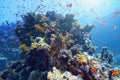 Life-giving sunlight underwater. Sun beams shinning underwater on the tropical coral reef.Ecosystem and environment conservation Royalty Free Stock Photo