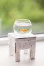 Life of a goldfish, fulfills desires, an aquarium on a white stool,