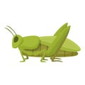 Life grasshopper icon cartoon vector. Mascot art Royalty Free Stock Photo