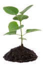 Life and growth concept with a green small plant Royalty Free Stock Photo