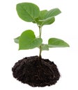 Life and growth concept with a green small plant Royalty Free Stock Photo