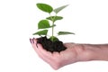 Life and growth concept with a human hand holding a green small Royalty Free Stock Photo