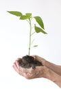 Life and growth concept with human hands holding a green small plant Royalty Free Stock Photo