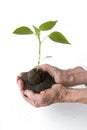 Life and growth concept with human hands holding a green small plant Royalty Free Stock Photo