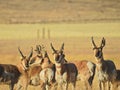 Life of the herd, pronghorn, antelope