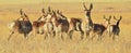 Life of the herd, pronghorn, antelope Royalty Free Stock Photo