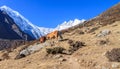 Life in Himalaya