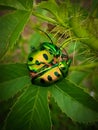 Life of insect Royalty Free Stock Photo