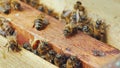 Life inside a bee hive. Bees work on frames with honey