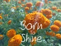 Life inspirational motivational quote - Born to shine. On background of the sunlight touch the marigold flower plants garden.