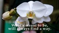 Life inspirational motivational quote - What\'s meant to be, will always find a way. With white orchid flower blossom.