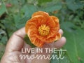 Life inspirational quote - live in the moment. With person holding orange flower in hand on green garden background. Royalty Free Stock Photo