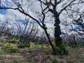 Life after Kangaroo Island Bushfires