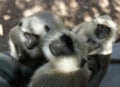 From the life of Langur monkeys