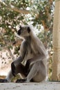 From the life of Langur monkeys