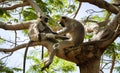 From the life of Langur monkeys