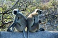 From the life of Langur monkeys