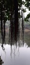 a large banian tree beside a placid lake