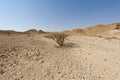 Life in a lifeless desert Royalty Free Stock Photo