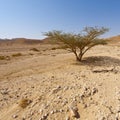 Life in a lifeless desert Royalty Free Stock Photo