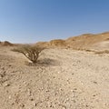 Life in a lifeless desert Royalty Free Stock Photo