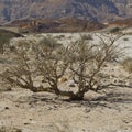 Life in a lifeless desert Royalty Free Stock Photo