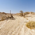 Life in a lifeless desert Royalty Free Stock Photo