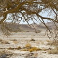 Life in a lifeless desert Royalty Free Stock Photo