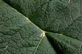 Life lines - close up of Giant Rhubarb leaf Royalty Free Stock Photo