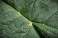 Life lines - Giant Rhubarb leaf Royalty Free Stock Photo