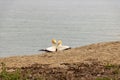 Pair of mating gannets, `kissing` at Cape Kidnappers, New Zealand