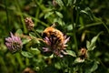 The life on the meadow bumblebee at work Royalty Free Stock Photo