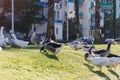 Life in modern city - geese walk on lawn, in background urban infrastructure.